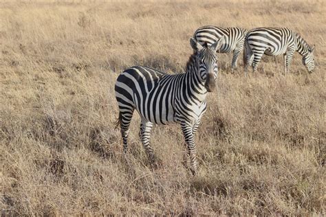 Kenya's wildlife sanctuary gets more land - CGTN Africa