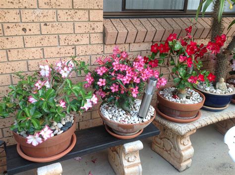 Desert Rose flowers Rose Flowers, Roses, Adenium, Desert Rose, Planter ...