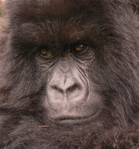 Gorilla Family Tree - Dian Fossey Gorilla Fund