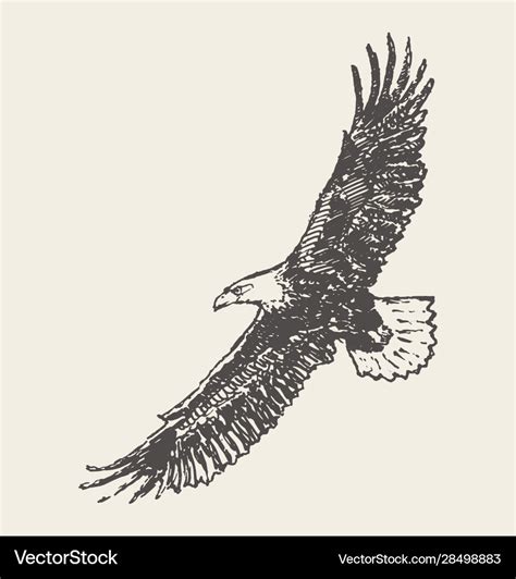 Flying eagle hand drawn sketch Royalty Free Vector Image