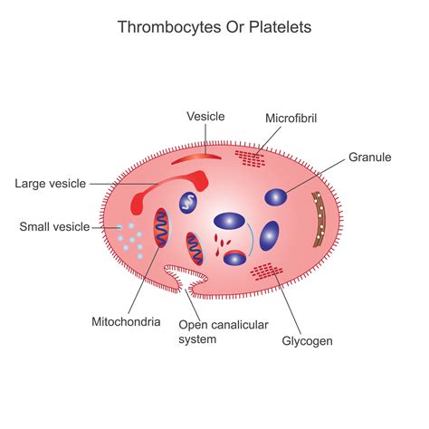 Platelets or thrombocyte.Anatomical blood circulation system scheme ...