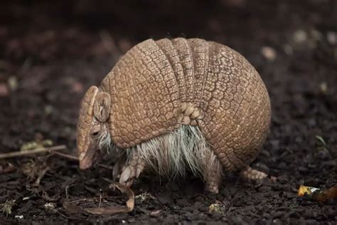 15 Animals Similar to Armadillo - NatureNibble