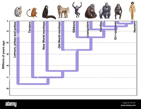 Human evolution diagram. Artwork showing the evolution of humans from earlier forms of life. At ...