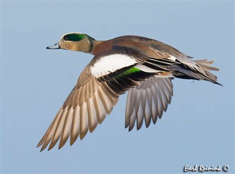 American Wigeon Male | Bird hunting, Waterfowl taxidermy, Duck pictures