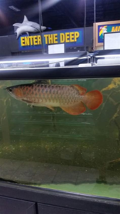 206 best Arowana images on Pholder | Aquariums, Splatoon and Monster Fish Keepers