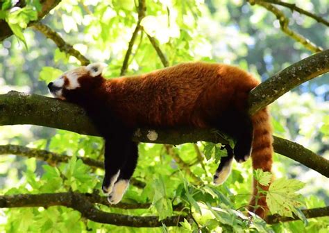 Red Panda Behavior - AnimalBehaviorCorner