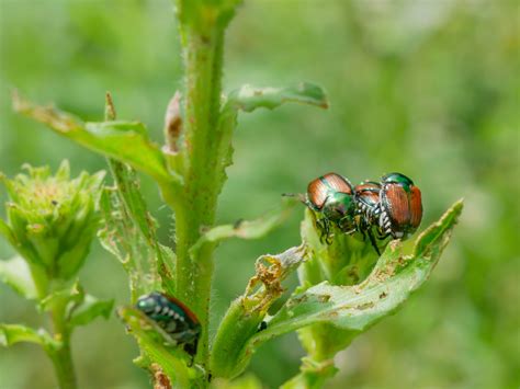 Garden Pests Japanese Beetles | Jung Seed’s Gardening Blog