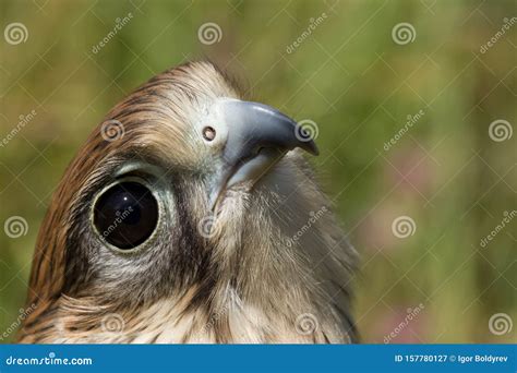 Kestrel Falcon stock image. Image of hunter, eurasian - 157780127