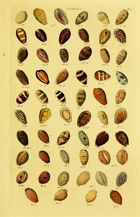 Cowry Shell poster | Seashells types, Nautical theme decor, Seashell ...