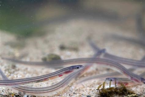 American Eel Pictures - AZ Animals