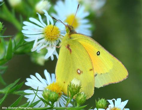 Clouded Yellow Butterfly | Clouds yellow, Yellow butterfly, Clouds