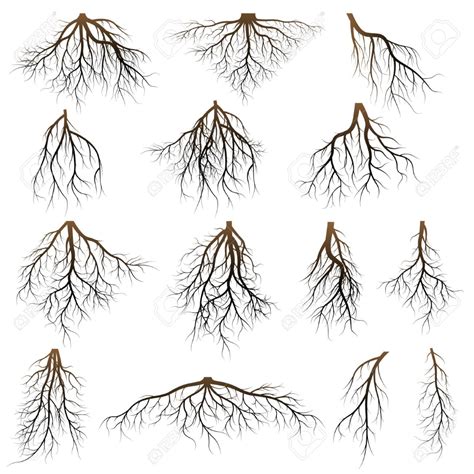 Set Of Tree Roots. Roots Silhouette Vector Illustration. Royalty Free ...