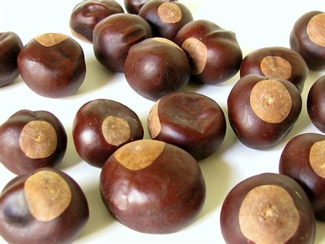 Lucky Buckeye Tree Seeds Nuts by bytheinch on Etsy