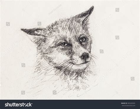 2,318 Fox Realistic Drawing Images, Stock Photos & Vectors | Shutterstock