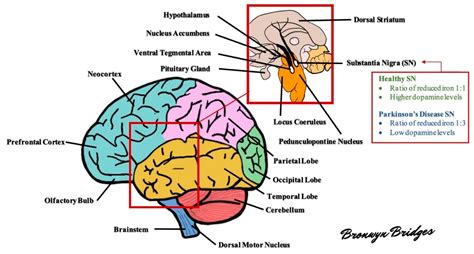 Project 2.1 3 Brain Diagrams - Studying Diagrams