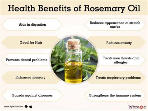 Rosemary Oil Benefits And Its Side Effects | Lybrate