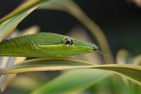 Somerset House - Images. GREEN VINE SNAKE