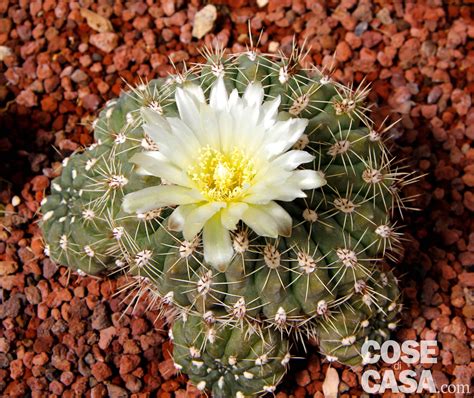 Fiori di cactus: elenco specie piante, foto e descrizioni - Cose di Casa