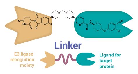 Tackling the DMPK challenges of developing PROTAC drugs - Medical Design Sourcing