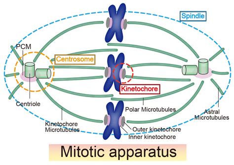 Centrosome In Mitosis