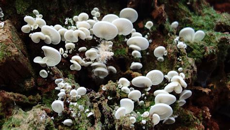 Decomposing Fungi - Mount Rainier National Park (U.S. National Park ...