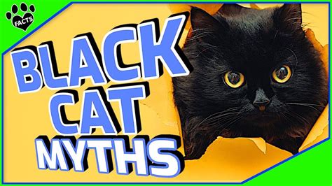 Black Cat Superstition, Black Cats, Myths, Mystery, Facts, Collection