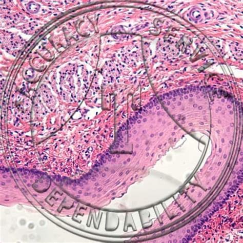 Histology Slides for Epithelium:Education Supplies:Biology Classroom Products | Fisher Scientific