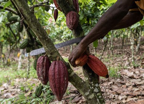 The Environmental Disaster Lurking Inside Your Chocolate Bar - Bloomberg