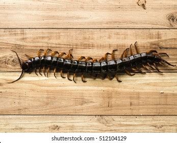 1,784 Centipede Face Images, Stock Photos, 3D objects, & Vectors | Shutterstock