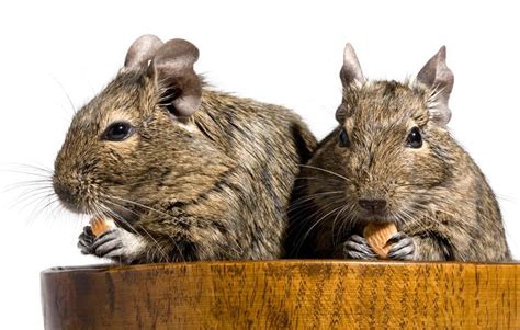 What Do Degus Eat? A Complete Guide – thepetsavvy.com