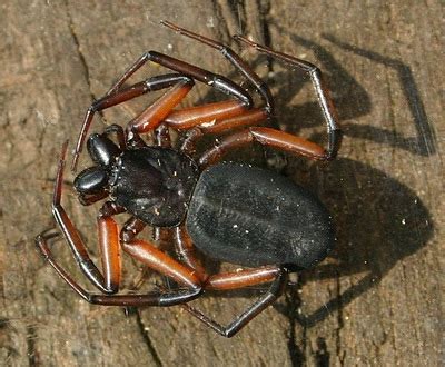 All Animals: Solifugae AKA Scorpion Spider