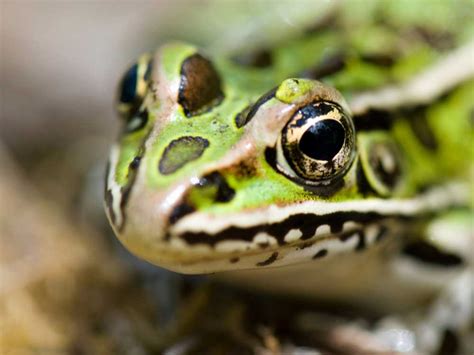 Nearly 2,000 Northern Leopard Frog Tadpoles Released In British Columbia - Reptiles Magazine