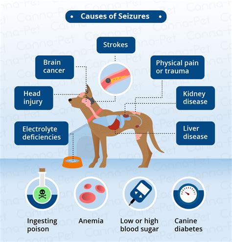 Dog Seizure Symptoms & Natural Remedies | Canna-Pet®