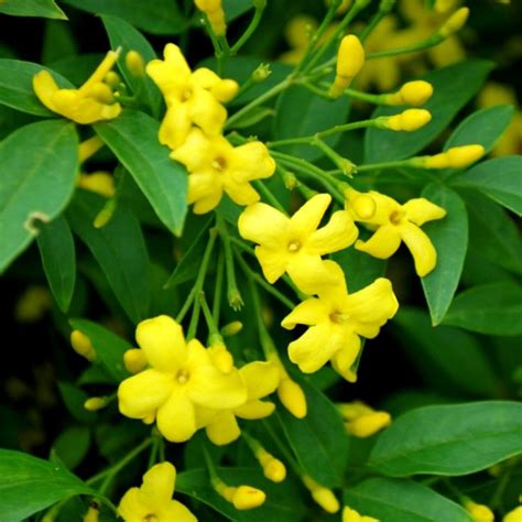 Buy Jui, chameli, juhi yellow Flower plant online at plantsguru.com