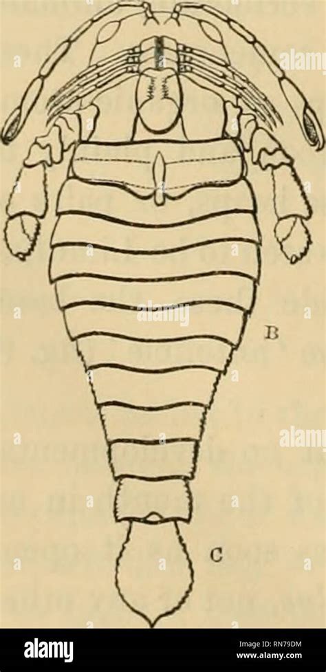 Limulus anatomy hi-res stock photography and images - Alamy