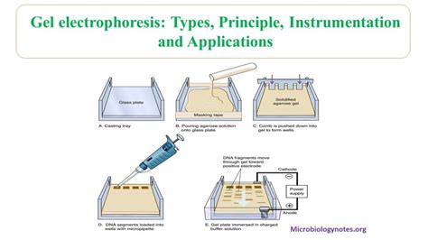 Gel electrophoresis: types, principles, instrumentation and ...