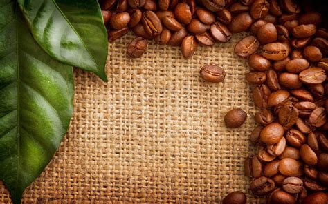 Coffee beans green leaves | Beans image, Beans, Coffee wallpaper