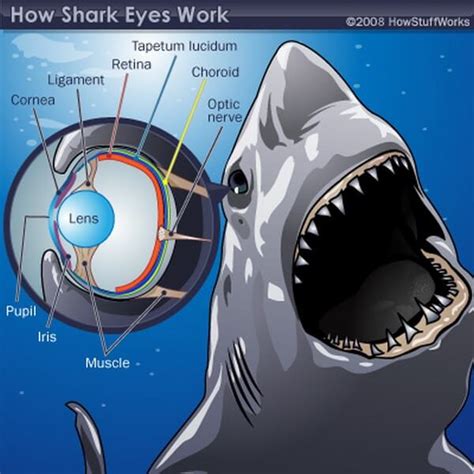 Shark eye is as advanced as its hunting technique