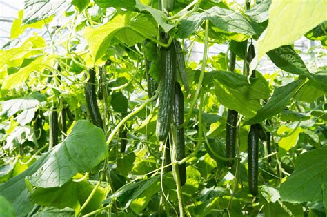 Cucumbers: How to Plant, Grow, and Harvest Cucumbers | The Old Farmer's Almanac