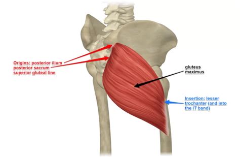 Your Body's Biggest and Most Important Muscle - Gluteus Maximus