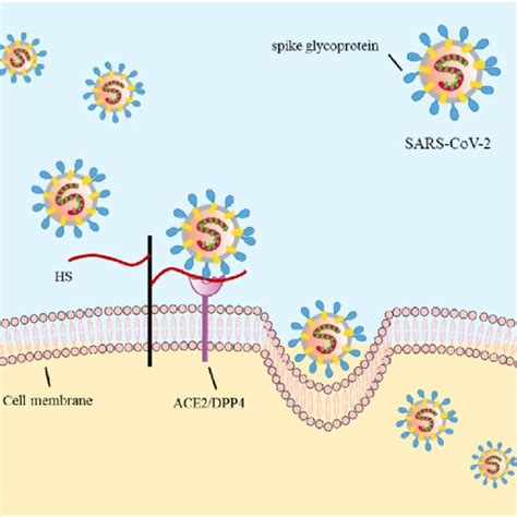 Illustration of heparin and heparan sulfate (HS) structure. | Download Scientific Diagram