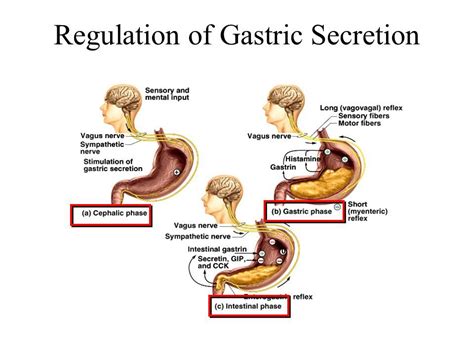 The activity of the stomach is regulated by three phases. The cephalic phase involves the ...