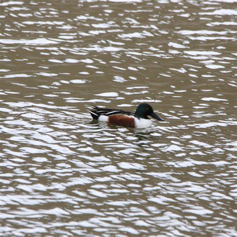 Northern Shoveler - Bird Watching Academy