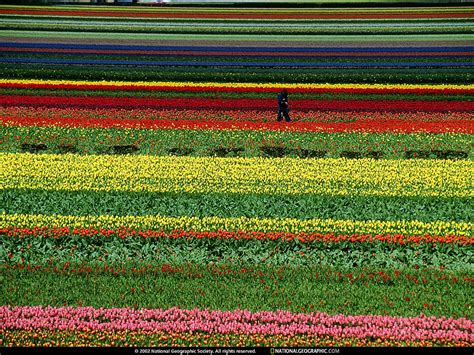 Tapeta na telefon National Geographic, Nat Geo, Pole | Najlepsze Darmowe tapety