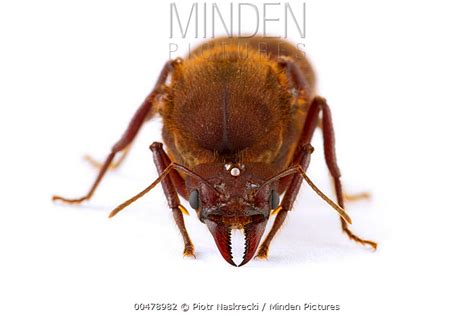 Leafcutter Ant stock photo - Minden Pictures