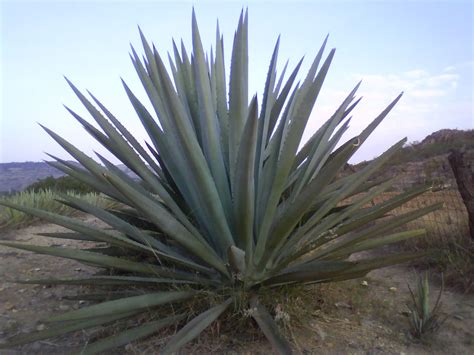 Blue Agave Free Stock Photo - Public Domain Pictures