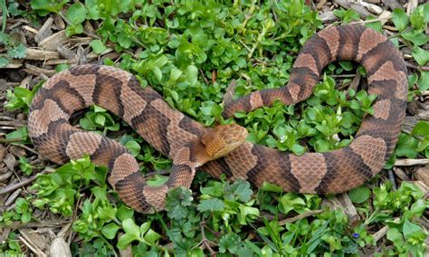 Northern Copperhead (Agkistrodon contortrix mokasen)091LR; DISPLAY FULL IMAGE.