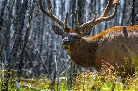 Beautiful Elk Yellowstone National Park Stock Photo | Adobe Stock