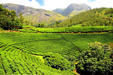 Munnar tea plantation | TripCompanion Tours