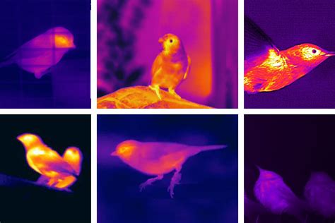 Thermal Imaging Photography In Ornithology: A Revolutionary Tool for Bird Studies